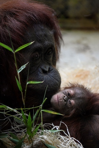 生後8日のオランウータンの赤ちゃん公開、2005年以来の誕生 仏動物園