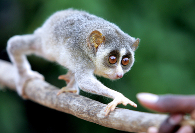 パンツの中に希少サル、インド税関が男を拘束