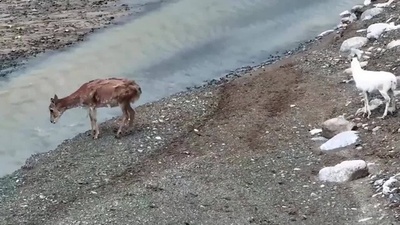 動画:アルチン山で純白のチルーを発見 中国新疆ウイグル自治区