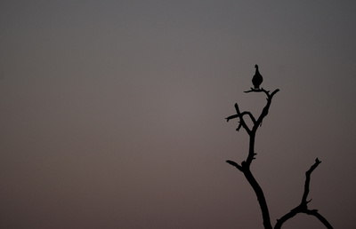 動物の警戒声をまね餌奪うアフリカの鳥「クロオウチュウ」