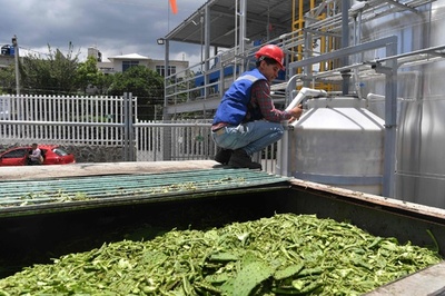 サボテンは未来のエネルギー源となるか メキシコ
