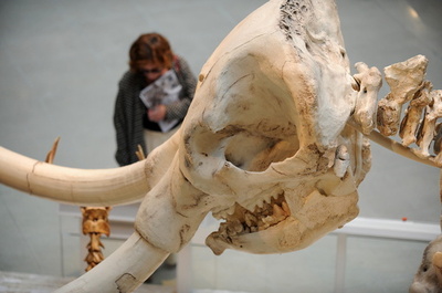 自宅の庭からマストドン？アルゼンチンで化石発見