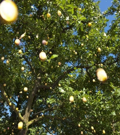 植物を入れた気密室で生存できるか？英学者が挑戦