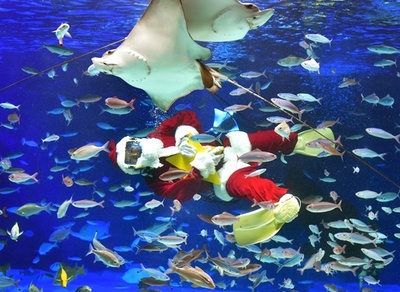 魚たちと戯れるサンタ、水族館でクリスマスショー 東京