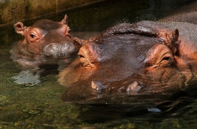 「どうぞよろしく」カバの赤ちゃん、ママと一緒にごあいさつ メキシコ