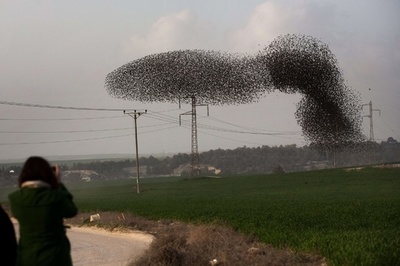 まるで鎌首もたげるヘビ、空を舞うムクドリ