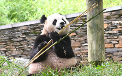 中国・米国に2頭のパンダがやって来た