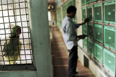 治療費無料の「鳥の病院」、運営方針はジャイナ教 インド