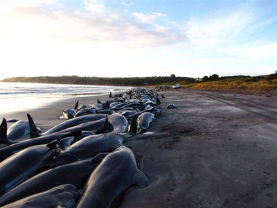クジラなど約200頭海岸に打ち上げられる、豪州