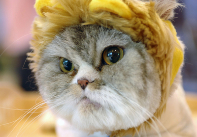 台北で犬や猫、魚などペット動物が大集合