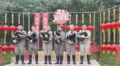 中国四川省で2025年誕生の赤ちゃんパンダが初公開