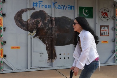 「世界一孤独なゾウ」新天地カンボジアに シェールさん出迎え