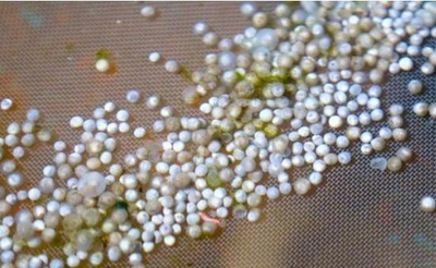 中華チョウザメが自然産卵 初の稚魚ふ化に成功 中国