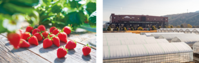 YATSUDOKI「スイーツフェア」、全国のYATSUDOKIにて1月16日から順次開催