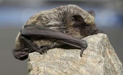 韓国のマンション、ベランダ見たらコウモリ2匹で「びっくり」…2時間ぶらさがる