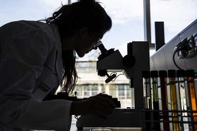 アシタバは「不老長寿の薬」なのか、老化防止化合物発見 研究