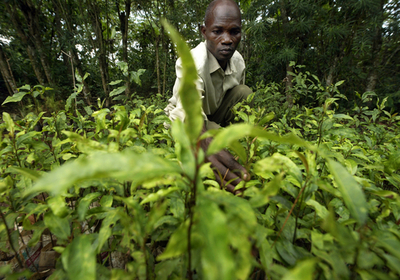 ウガンダで「バイアグラの木」絶滅の危機、地元住民男性ら不安の声