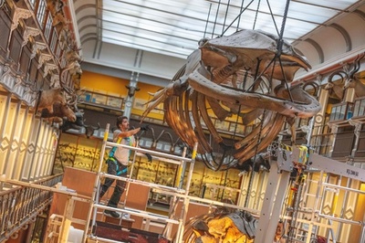 「死んだ博物館」の巨大パズル クジラ骨格の解体作業 アイルランド