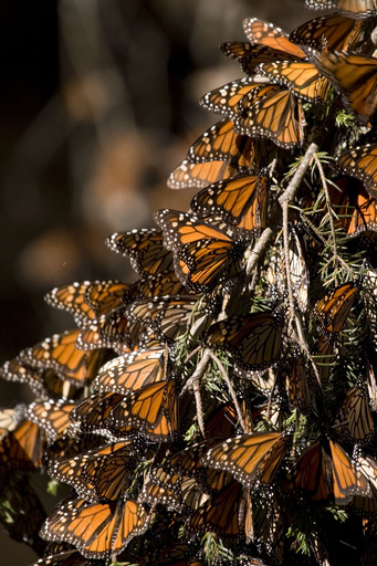 オオカバマダラの個体数、20年間で90％減 米NPO