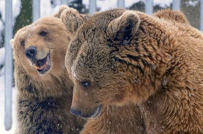 餌を探してハンガリーに？セルビアから野生の熊