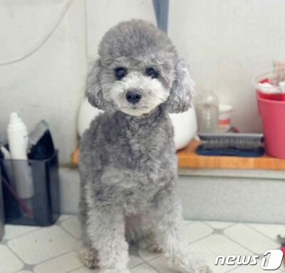 韓国のマンション9階から愛犬2匹落とす…即死・30代飼主を捜査