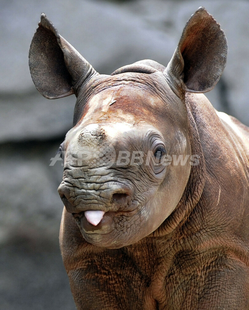 クロサイの赤ちゃんすくすく 上野動物園 写真6枚 国際ニュース Afpbb News