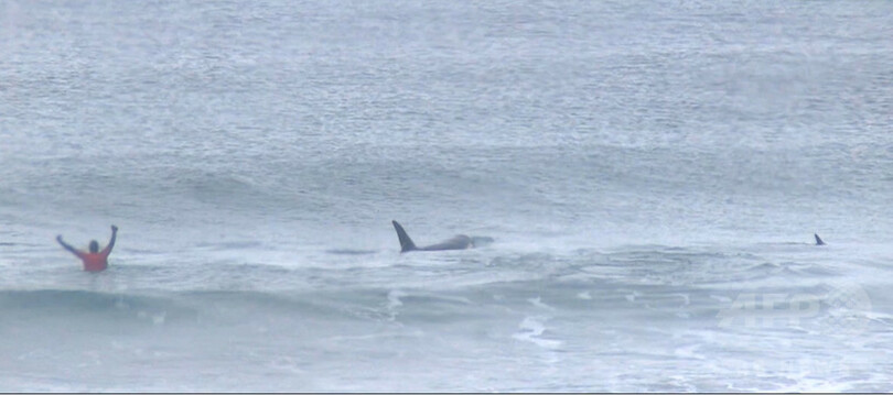 北極圏のサーフィン大会、出場者のすぐ横にシャチ登場