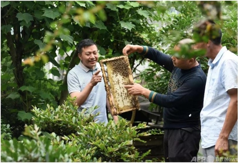 湖北・宜昌市で人々が模索する「林業・漢方・養蜂」の道