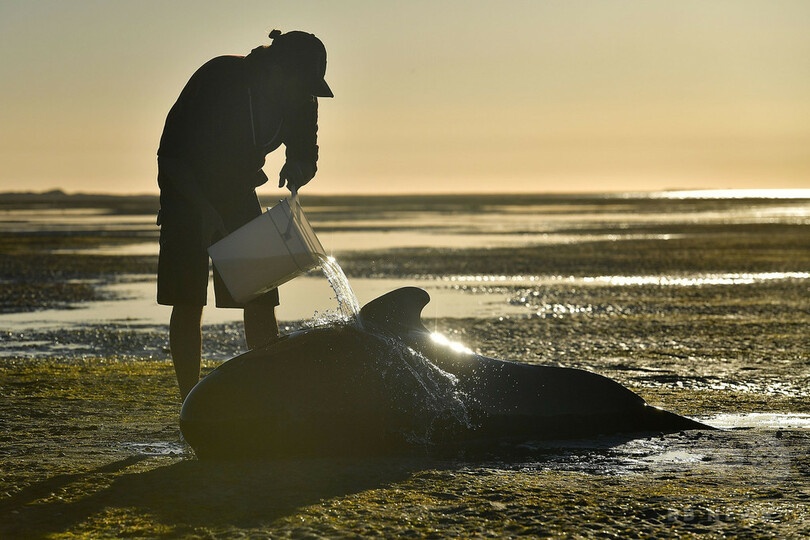 浜辺にクジラ400頭以上打ち上げ NZ「過去最大規模」