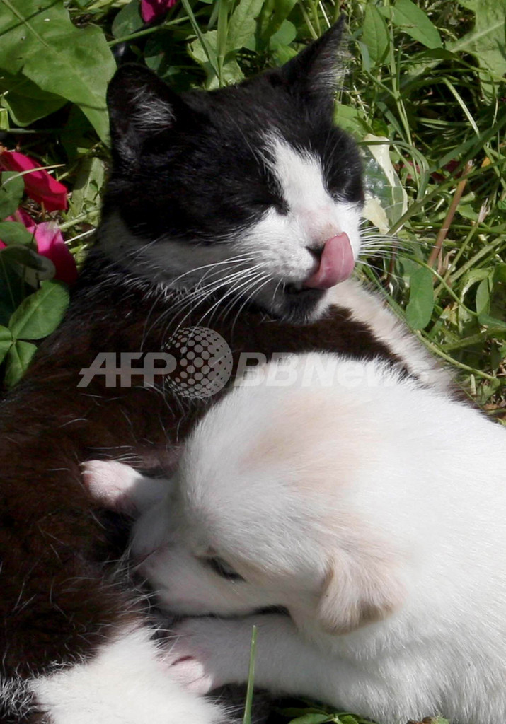 母猫 子犬を育てる 写真1枚 国際ニュース Afpbb News