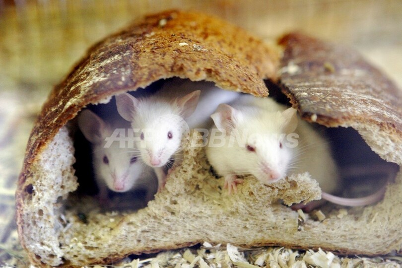 冒険が個性を作る、独マウス研究