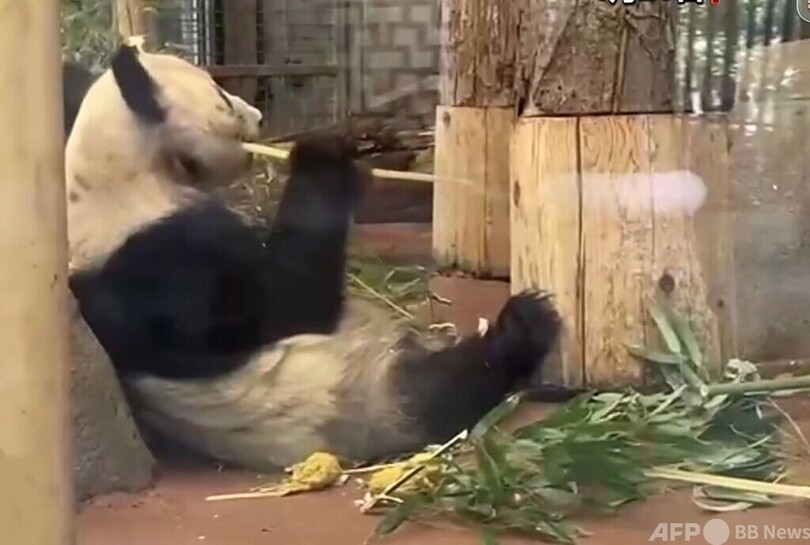 米国で飼育のパンダ「ヤーヤー」、帰国へ