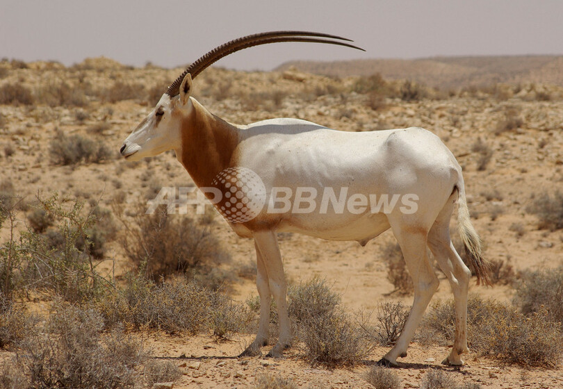 アンテロープ類の25％以上に絶滅の危機、レッドリスト最新版