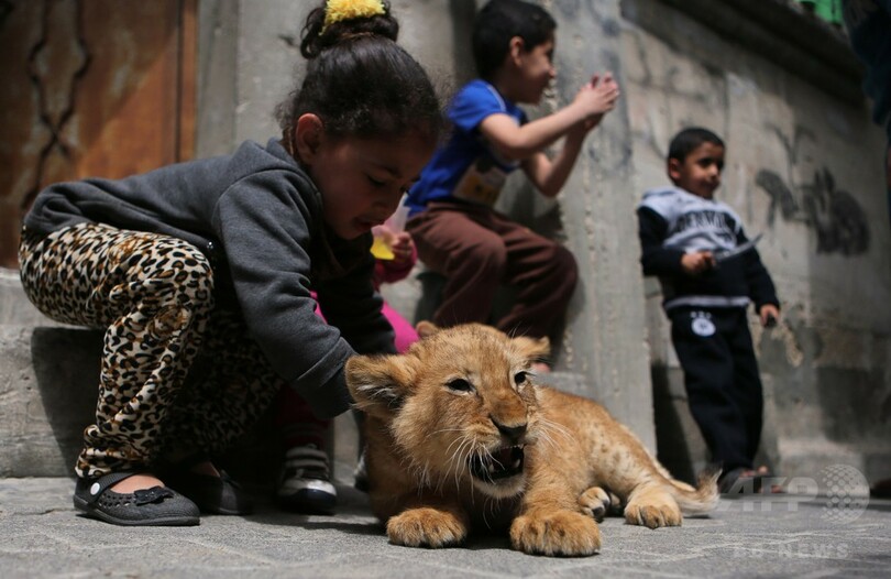 遊び相手は百獣の王？難民キャンプに暮らす子ライオン
