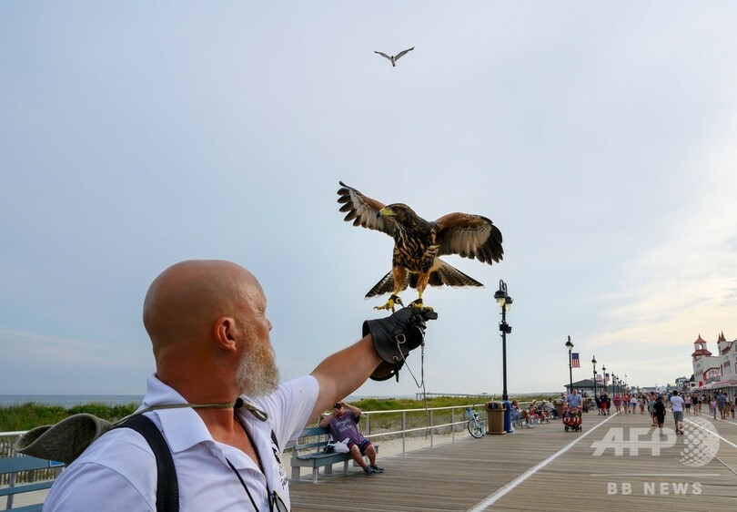 猛禽類部隊がカモメ略奪団を撃退、海辺のリゾートを解放 米