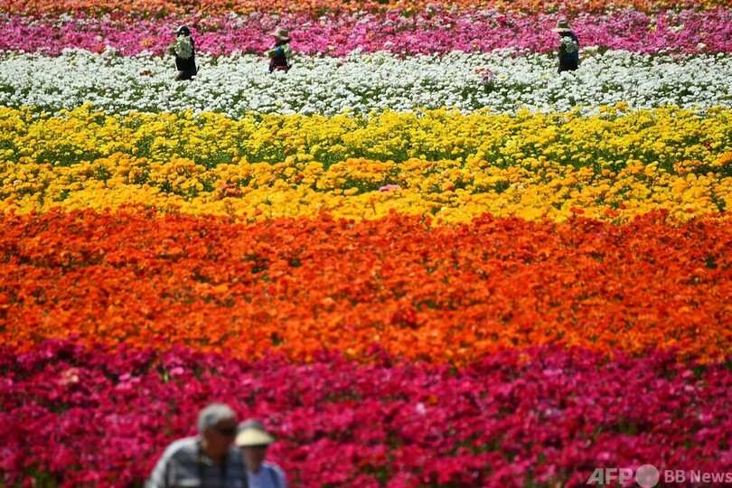 今日の1枚 ラナンキュラスの花畑 春爛漫 写真4枚 国際ニュース Afpbb News