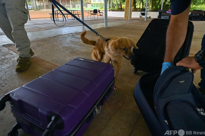 コンテナに40日間…大西洋横断生き抜いた犬、パナマで探知犬に