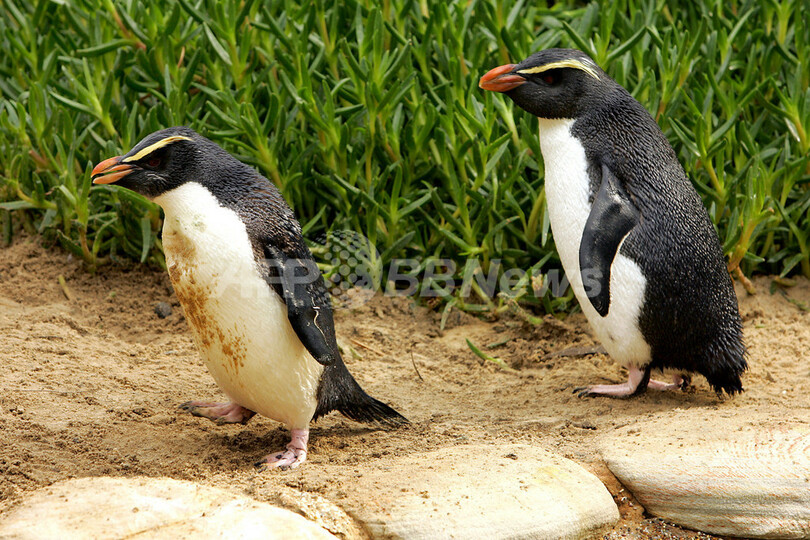 海を渡ったペンギン シドニーでお見合い オーストラリア 写真5枚 国際ニュース Afpbb News