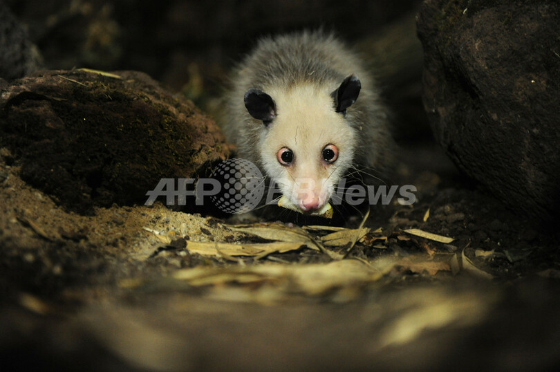 「寄り目のハイジ」死す、独動物園で人気のフクロネズミ
