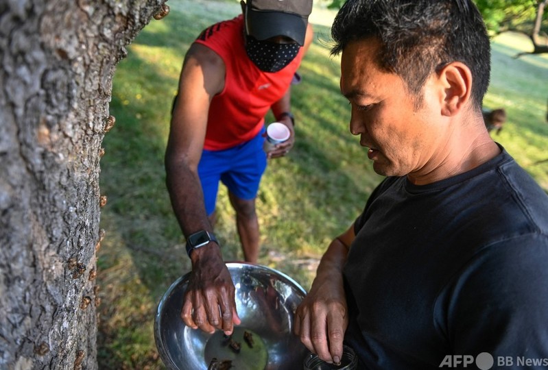 17年周期ゼミで巻きずしはいかが 持続可能な食を提案 米シェフ 写真19枚 国際ニュース Afpbb News