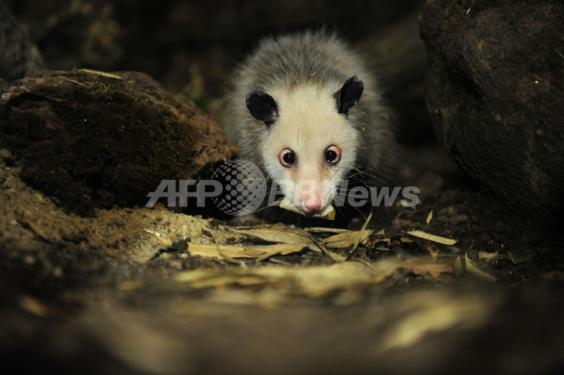 「寄り目のハイジ」死す、独動物園で人気のフクロネズミ 「寄り目のハイジ」死す、独動物園で人気のフクロネズミ