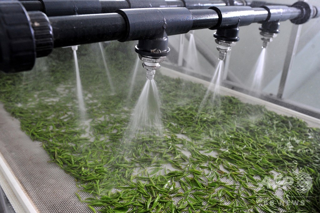 茶葉の無人工場が試験生産を開始 湖北・宜昌 茶葉の無人工場が試験生産を開始 湖北・宜昌
