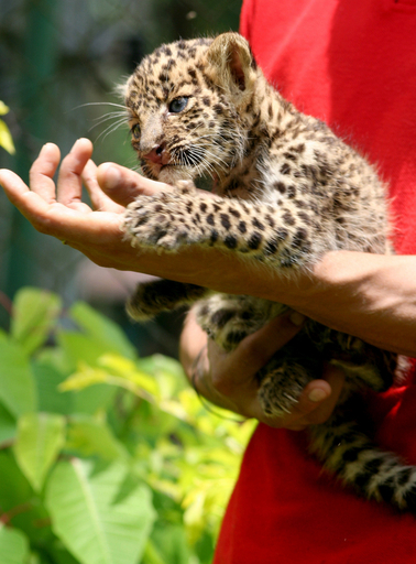 生後40日のヒョウの子供、インド東部で保護 写真4枚 国際ニュース