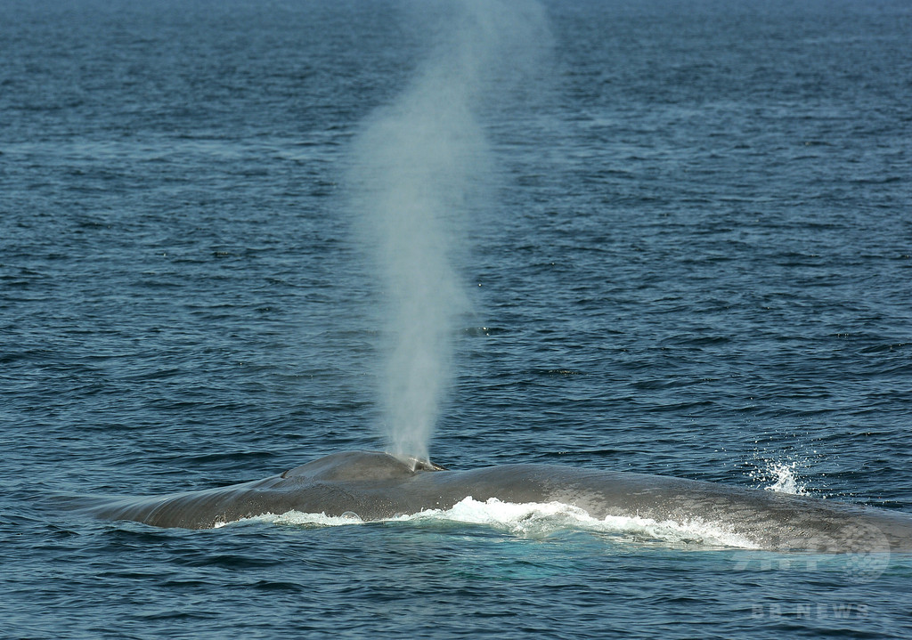 一斉に歌い始めるシロナガスクジラ 記録に成功 国際研究 写真1枚 国際ニュース Afpbb News