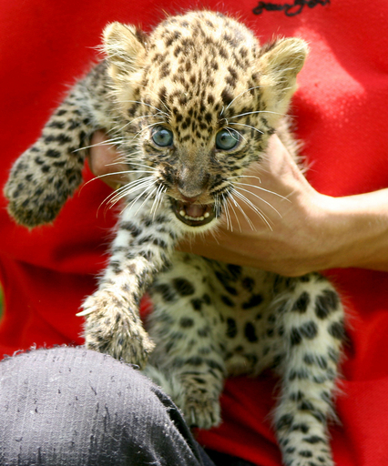 生後40日のヒョウの子供、インド東部で保護 写真4枚 国際ニュース