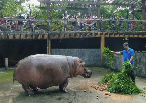 世界最高齢のカバが死ぬ 65歳 フィリピンの動物園 写真2枚 国際ニュース Afpbb News