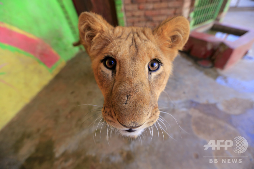 内戦下のイエメン、動物園の生き物たちも苦闘 餓死したライオンも 写真