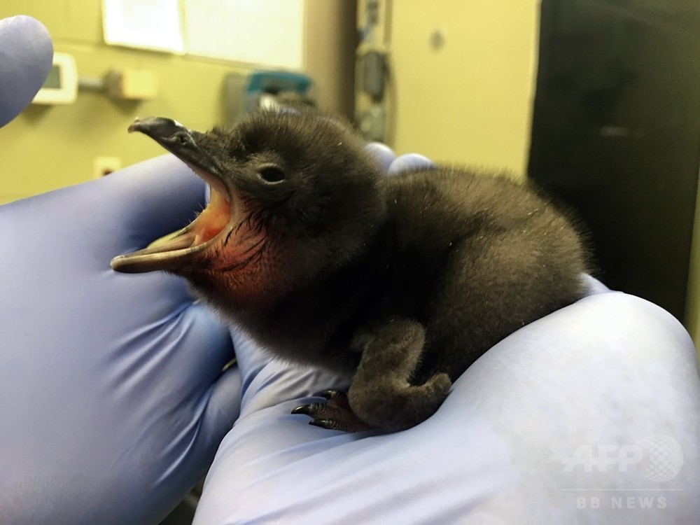 米動物園に ボウイ ペンギン赤ちゃん 同じ誕生日で命名 写真1枚 国際ニュース Afpbb News