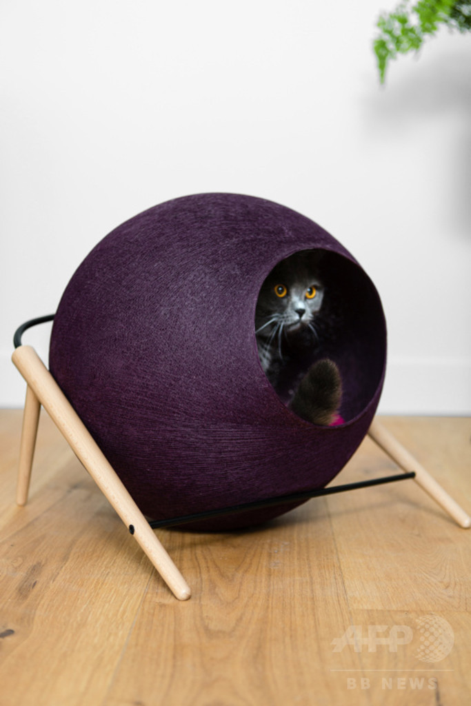 パリ発「MEYOU」日本初上陸、おしゃれなキャットハウス