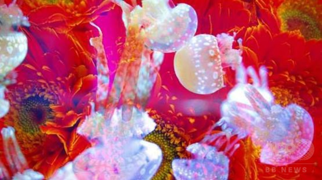 「蜷川実花×すみだ水族館×クラゲ万華鏡トンネル」期間限定でオープン